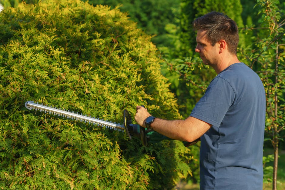 A man wearing a blue gardening shirt is trimming a large, dense evergreen hedge with electric hedge shears, focusing on the upper section of the shrub. The hedge has vibrant green foliage with a mix o