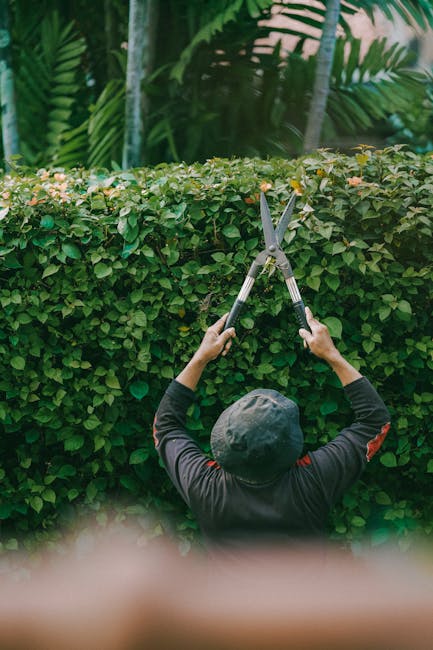A man wearing a blue gardening shirt is trimming a large, dense evergreen hedge with electric hedge shears, focusing on the upper section of the shrub. The hedge has vibrant green foliage with a mix o